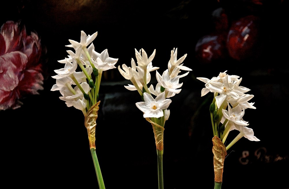 white flowers in front of flower painting