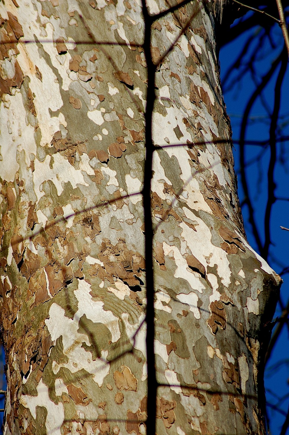 The amazing Southern Sycamore 