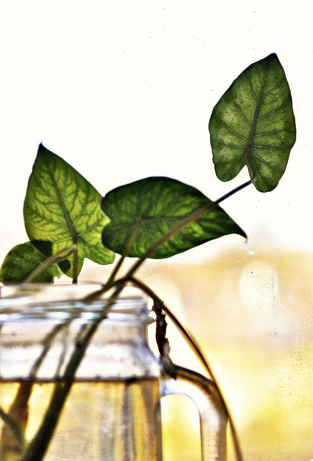 growing on her window sill