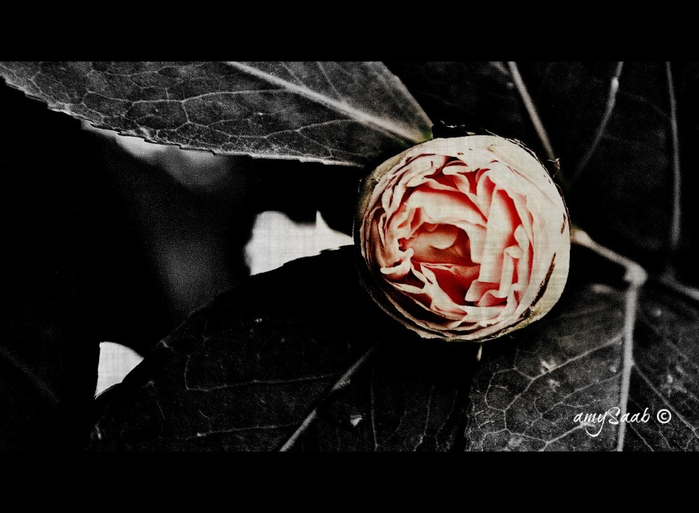 little bud stands apart