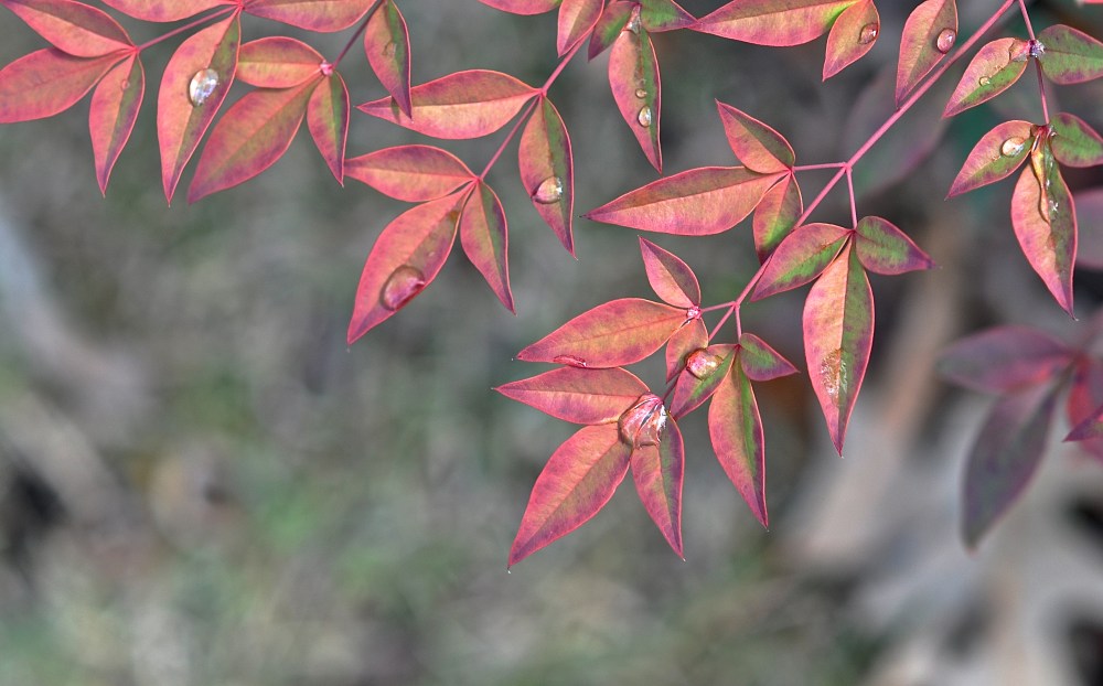 rain drops caught twice