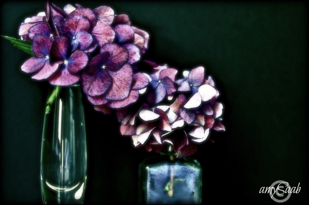 stunningly beautiful us -said my Hydrangea