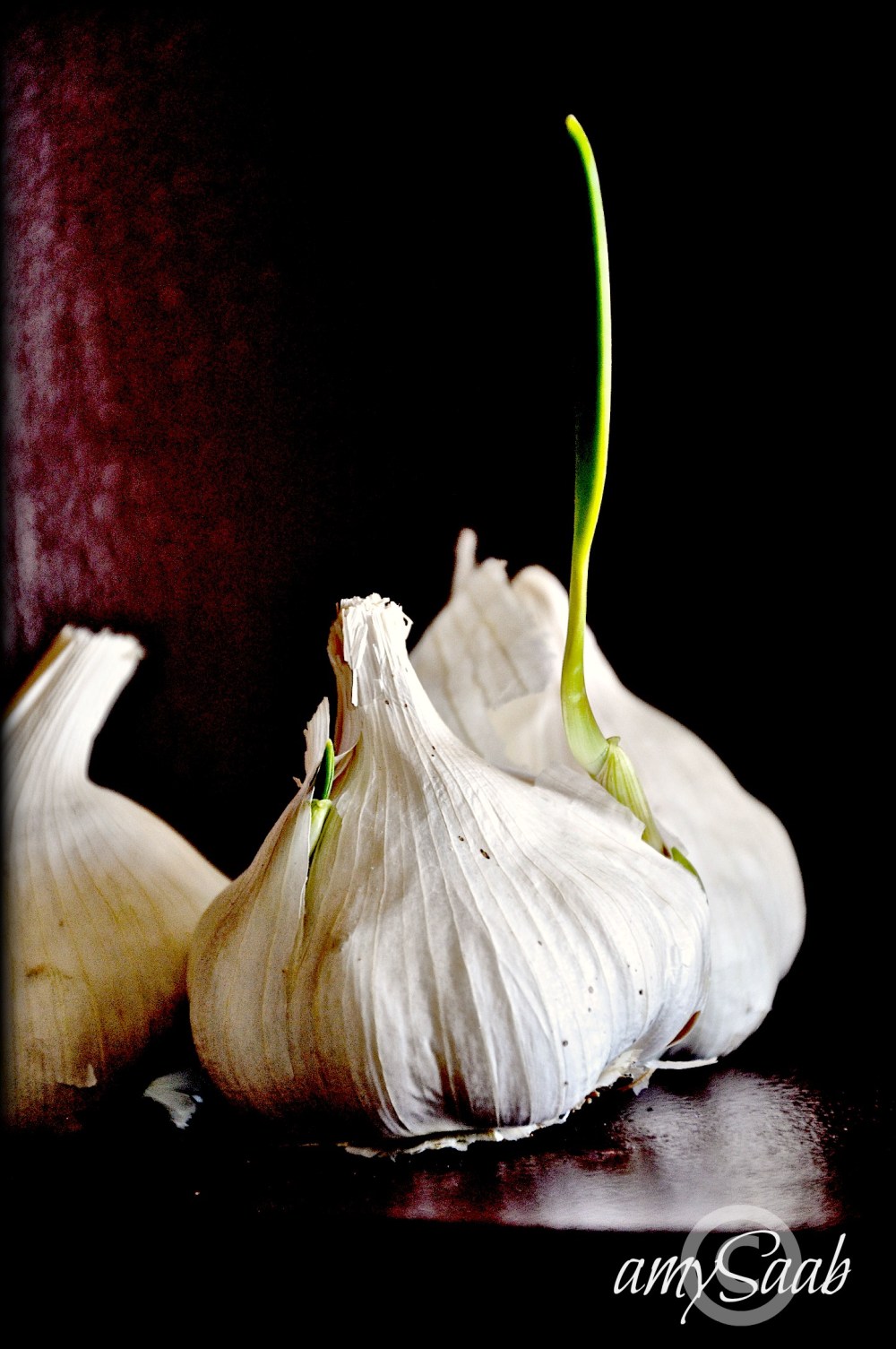 garlic growing