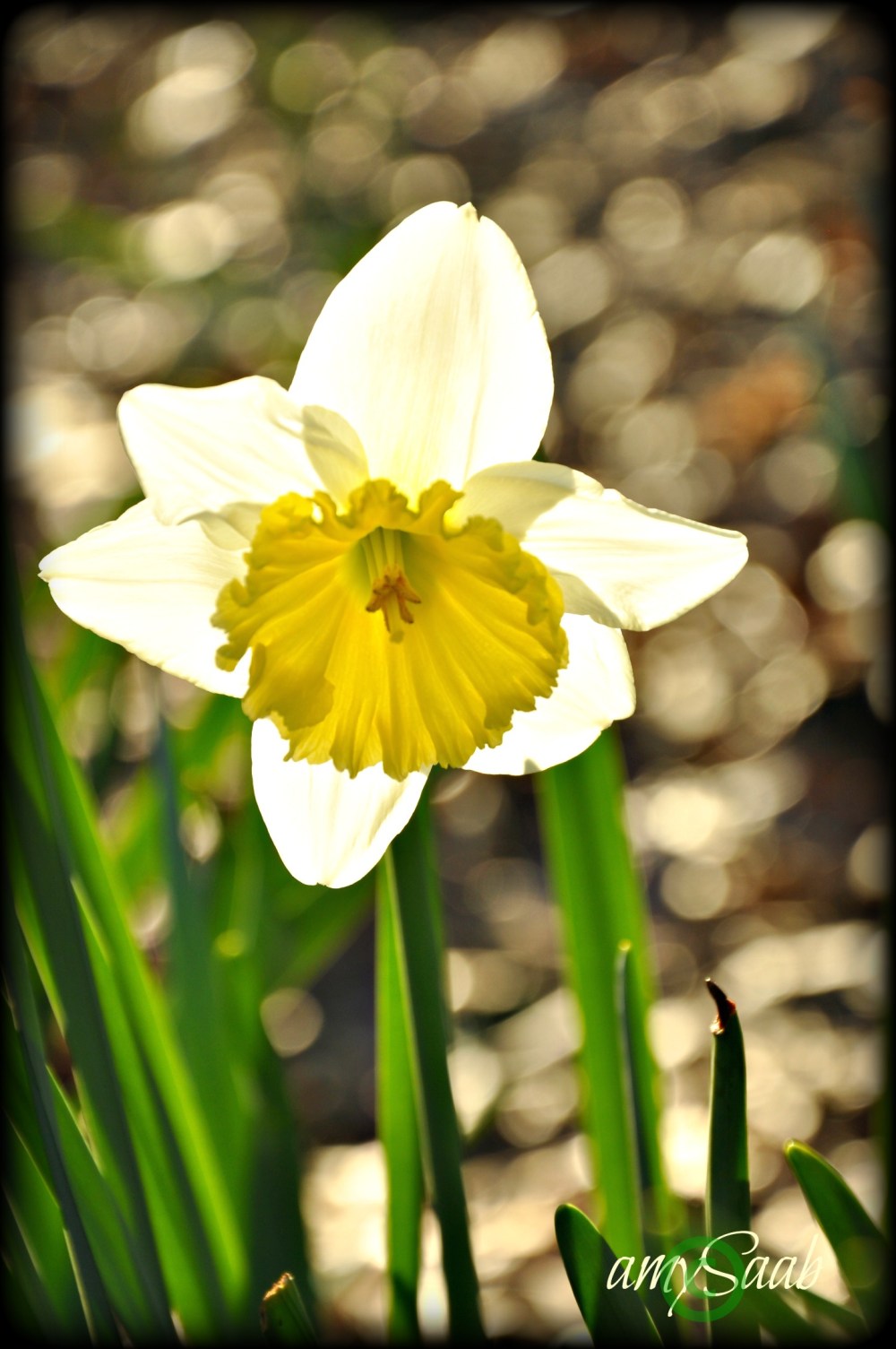 sometimes you can say ,'look how he shines'