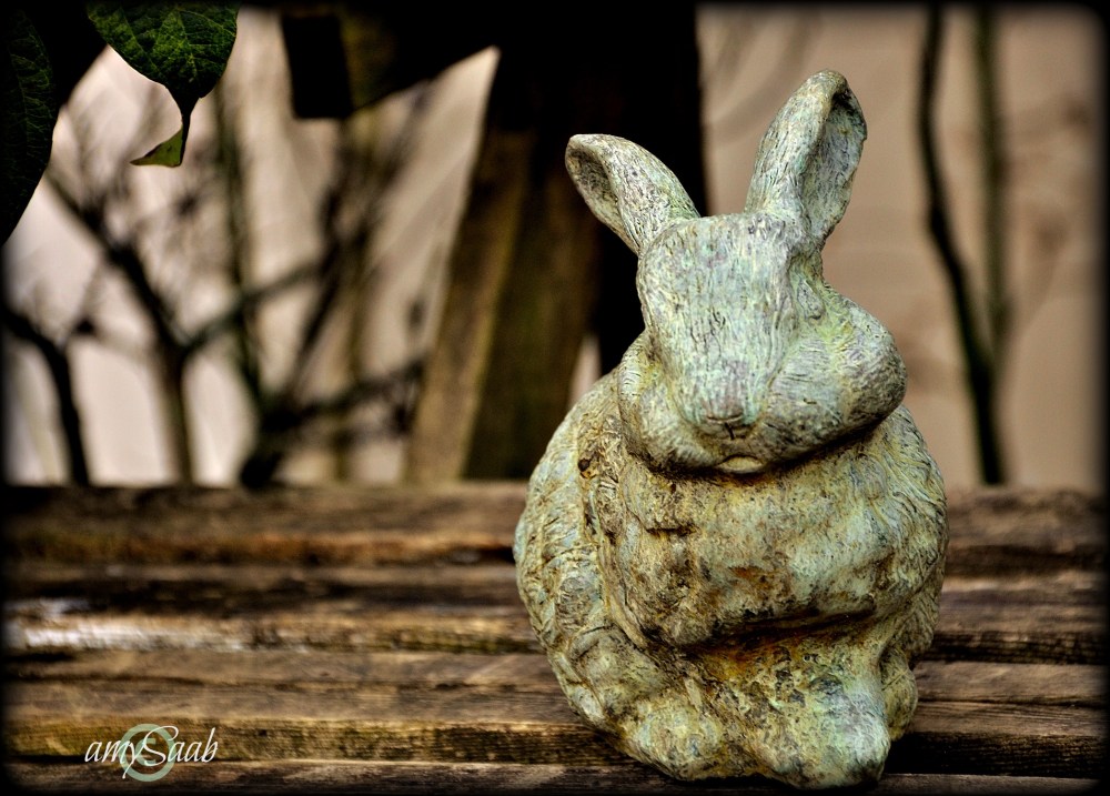 cutest darn bunny ever