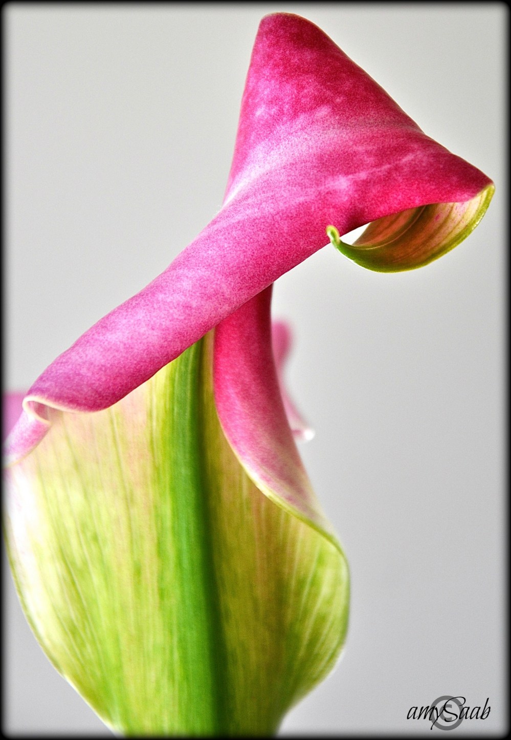 if i brought you a calla Lily-would you curl yourself around me?