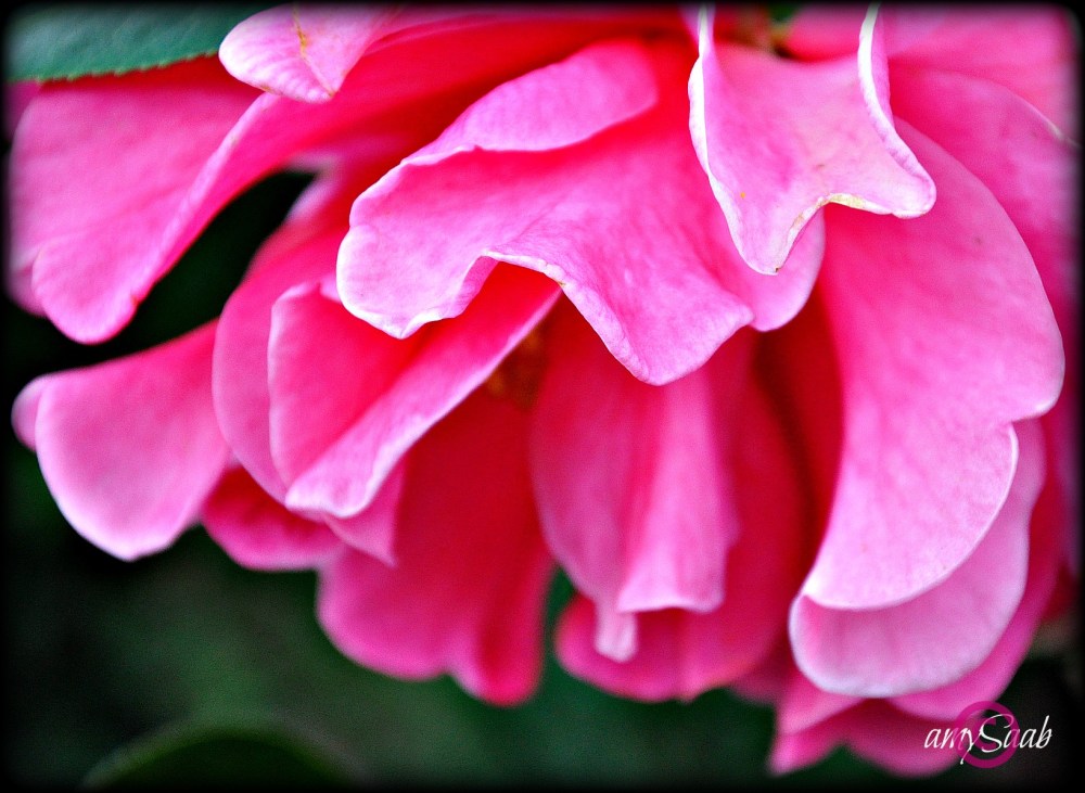 Why does a rose get all the glory? This is a Camellia, quite stunning, huh?