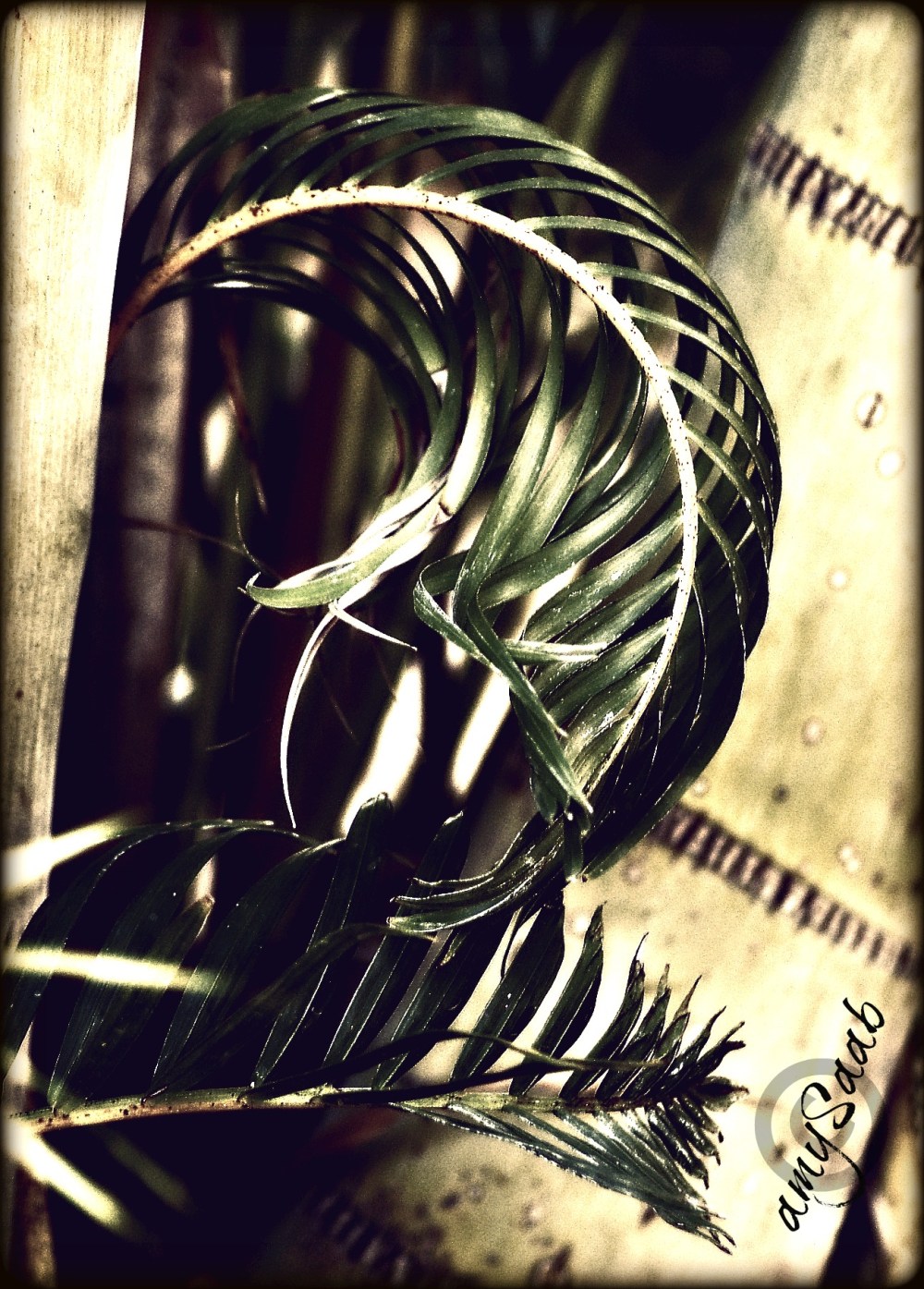 from fiddlehead to fern