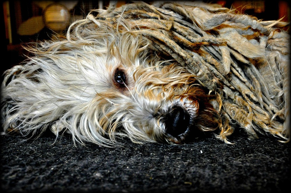 dreadlock dog