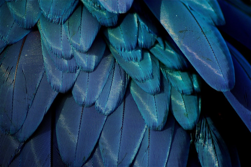 just a bunch of shockingly beautiful feathers