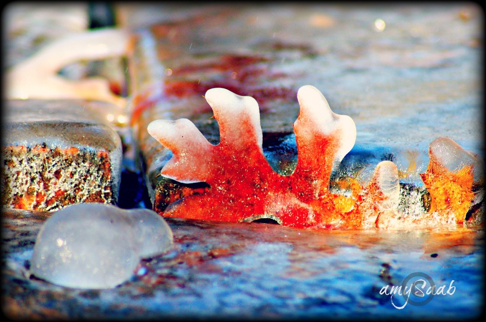 why would an oak leaf act like a maple leaf?