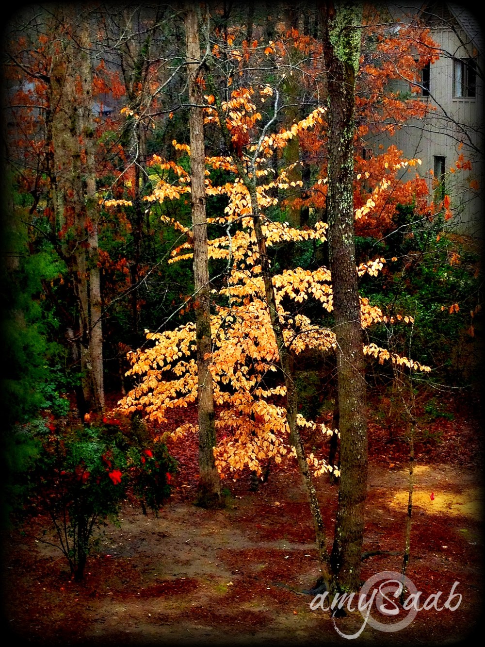 he outshines them all