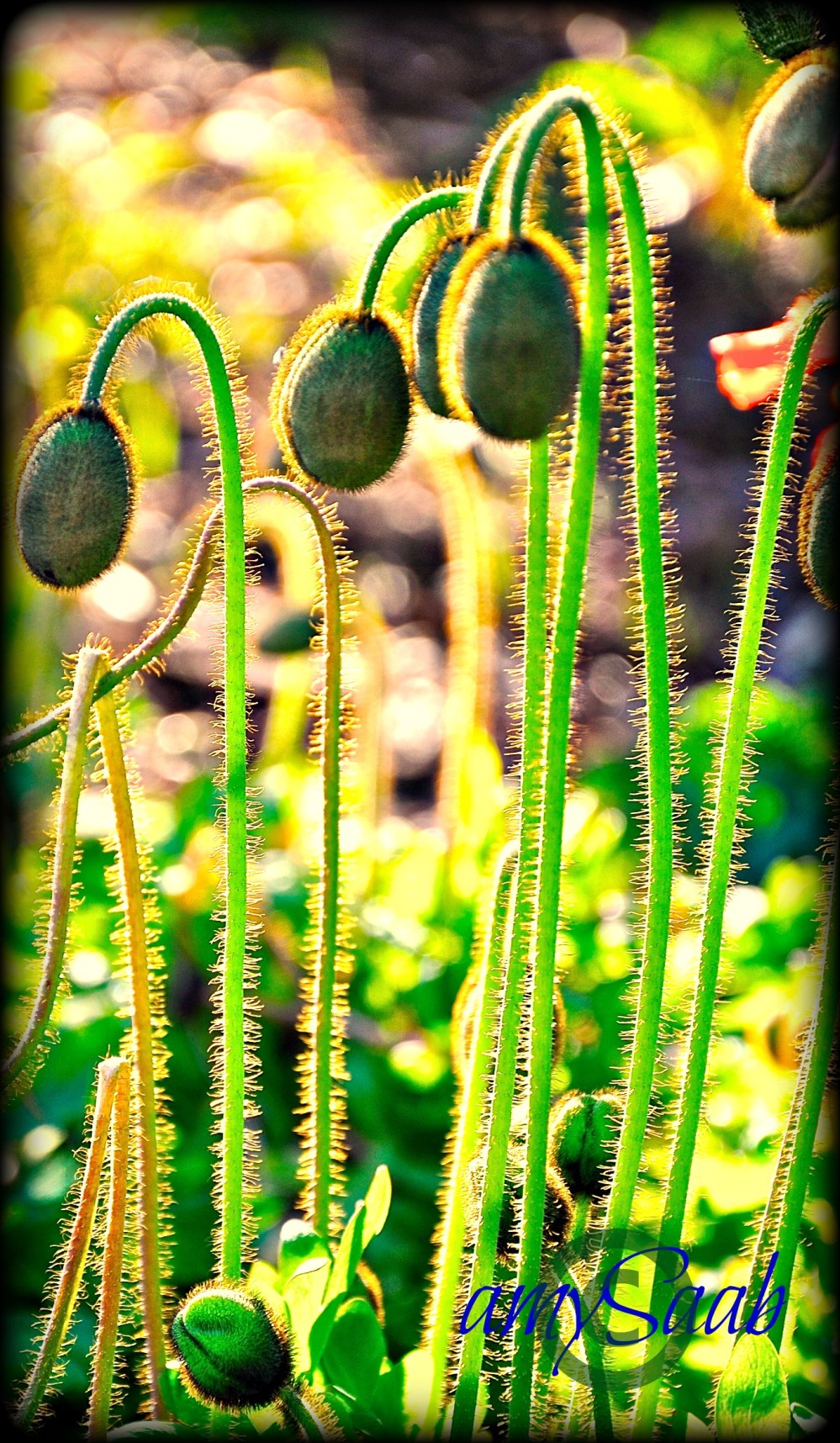 Poppies to be @ the Birmingham Botanical Gardens