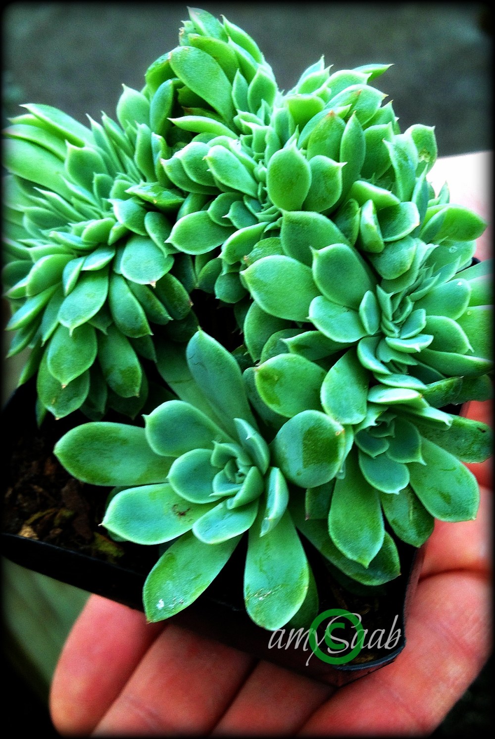 Sweet succulent in his hand