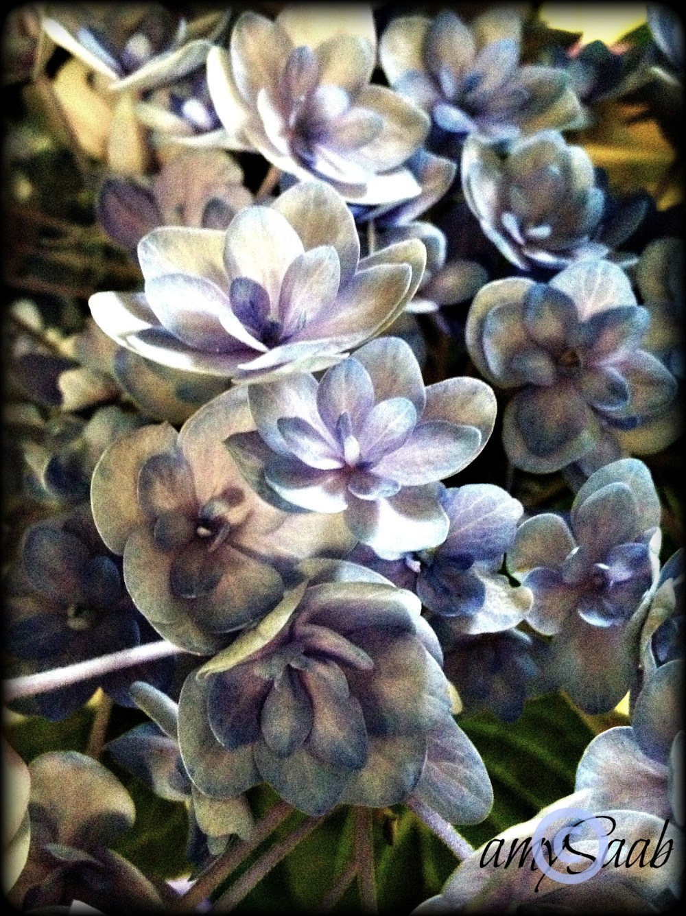 Hydrangea, i've never seen one of this type before
