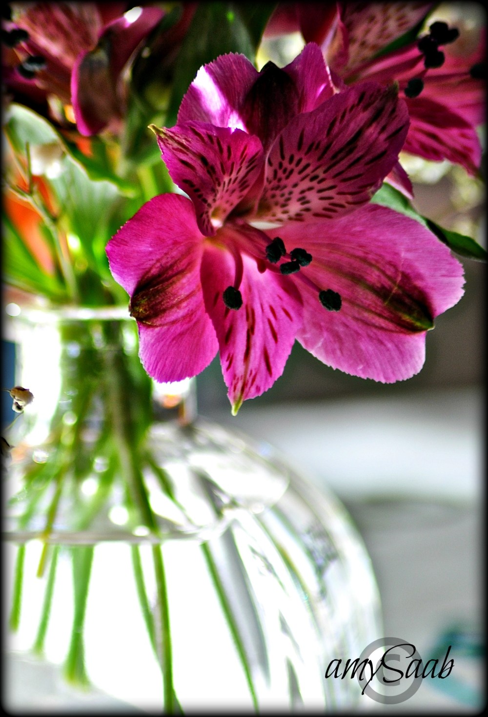 purple leopards abound