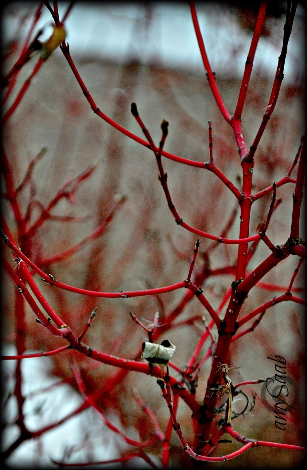blood red branches