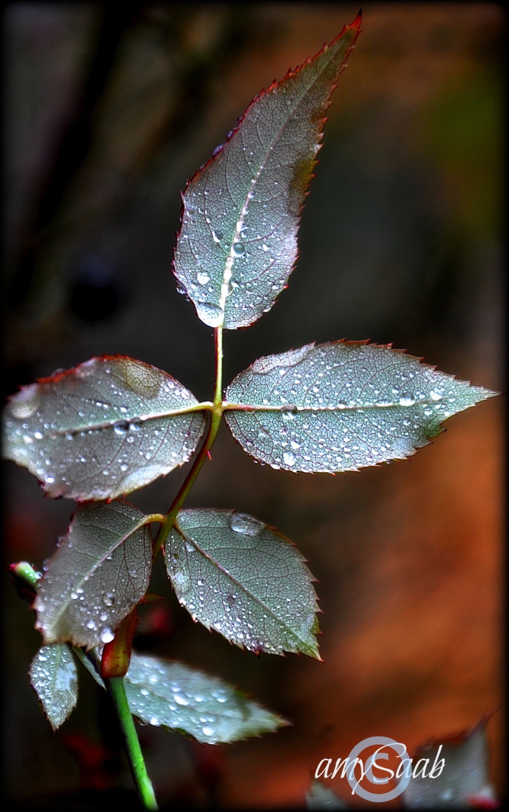 the underside of rose leaves