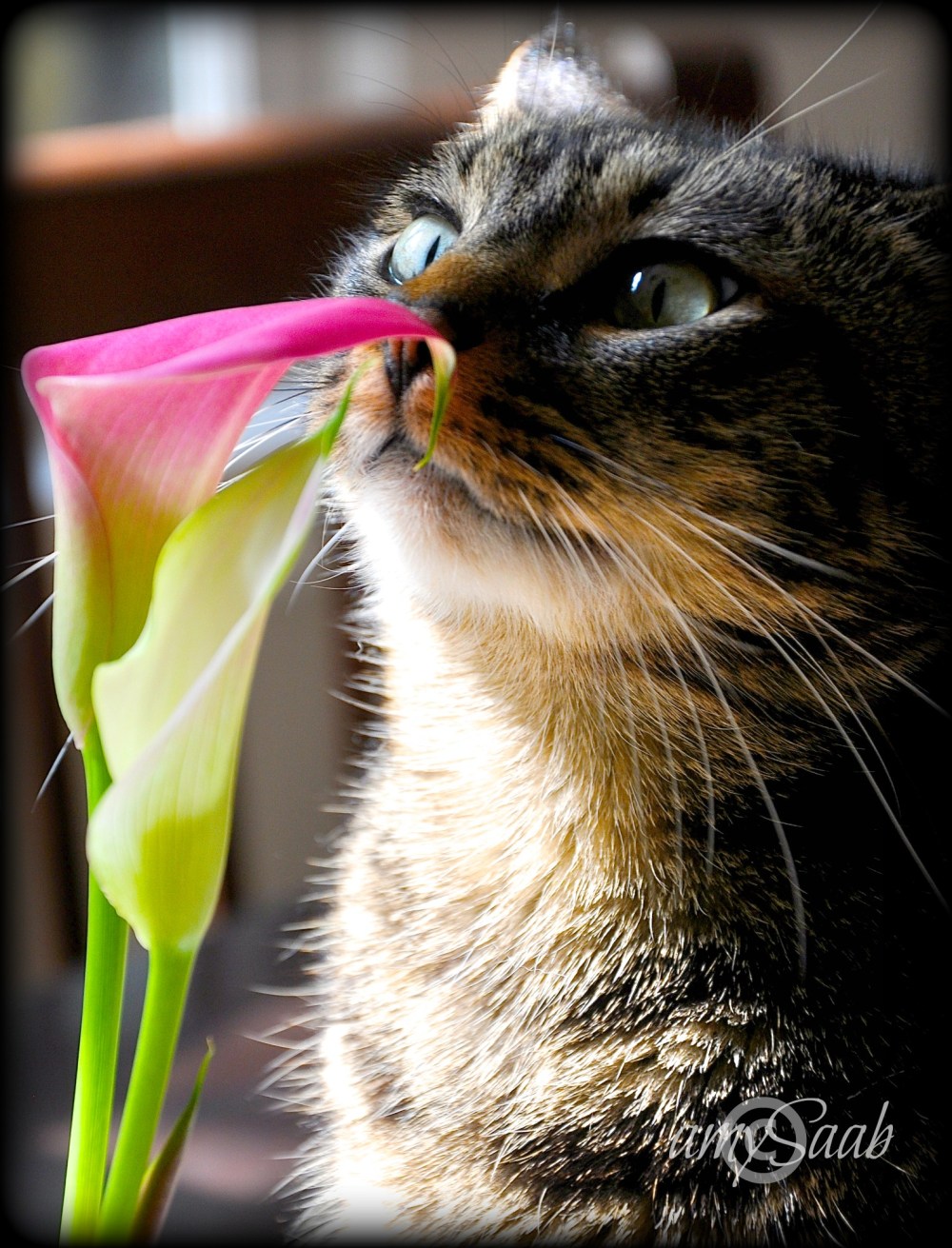 Hobbes wondering what I'm doing