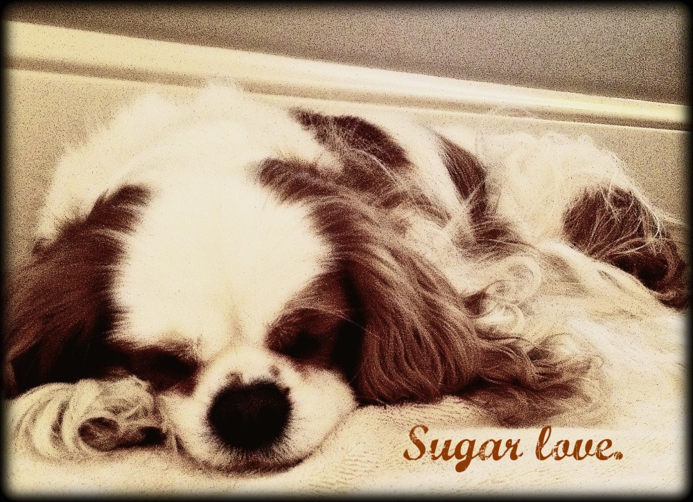 sugar love sleeps