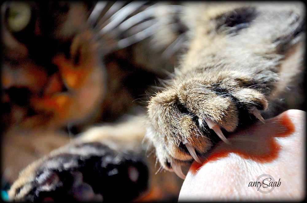 tiger'spaw