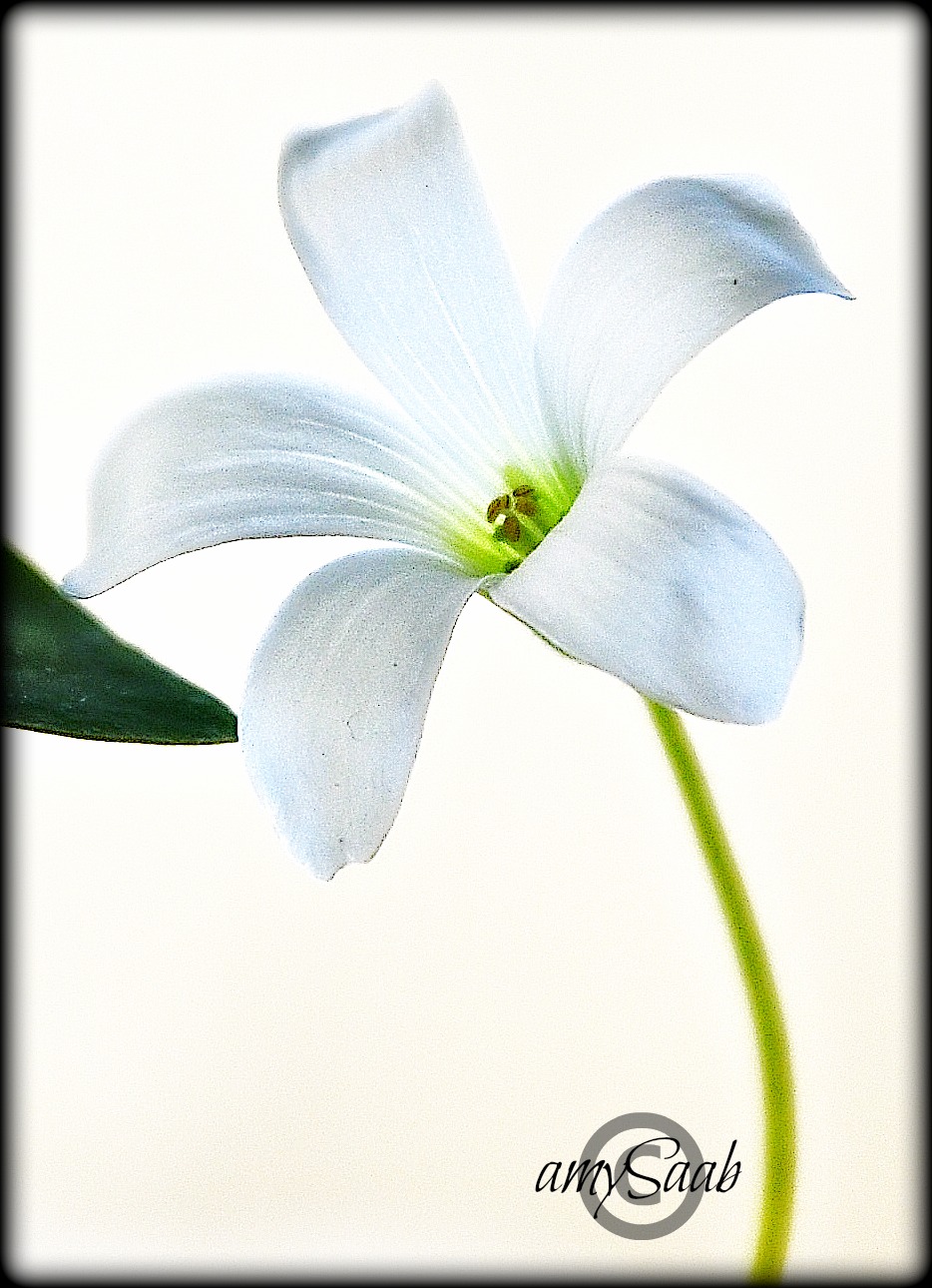 white flower in front of white snow