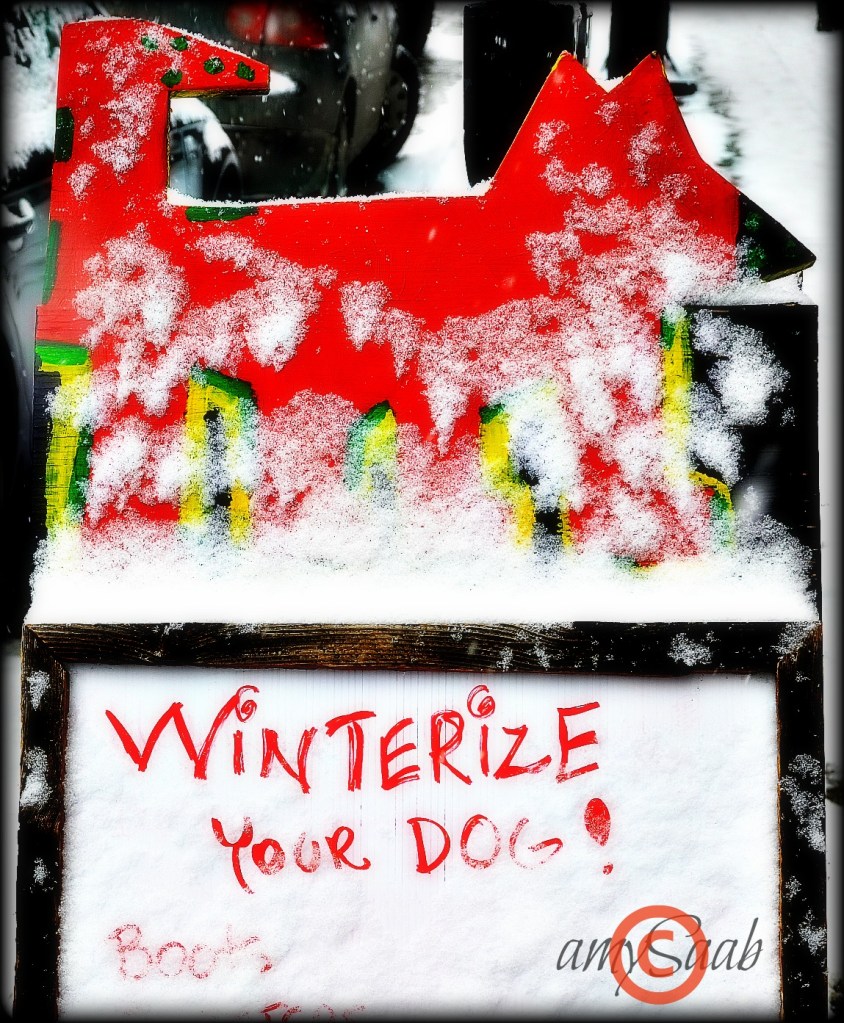winterizeyourdog
