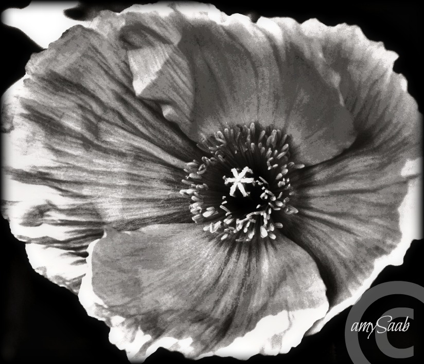 at it's center is a six pointed star