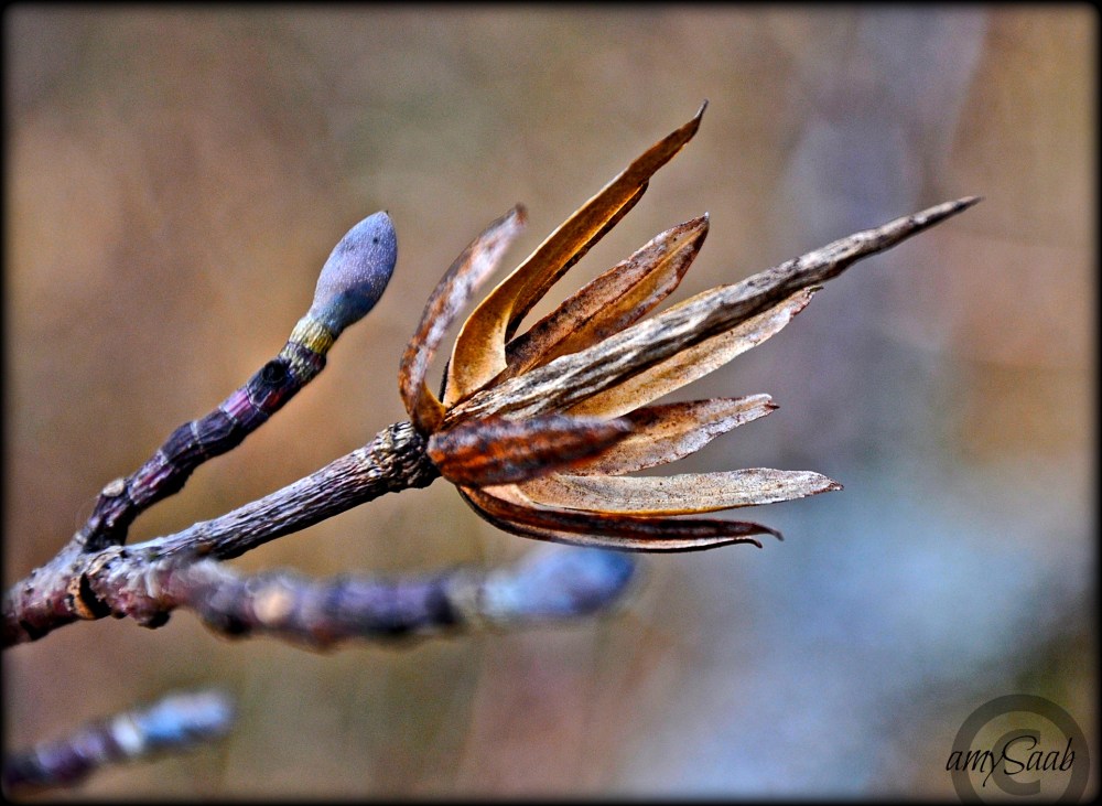 a thorn dressing as a flower