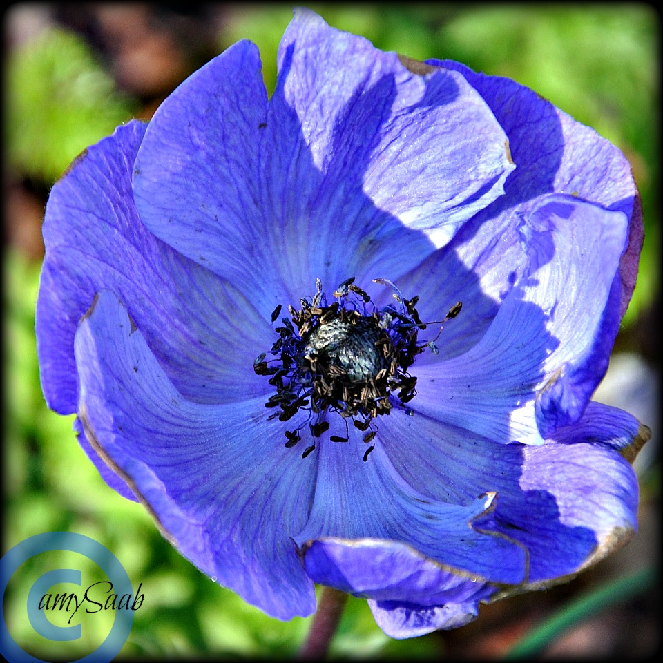 untouched blue Poppy made by HIMSELF