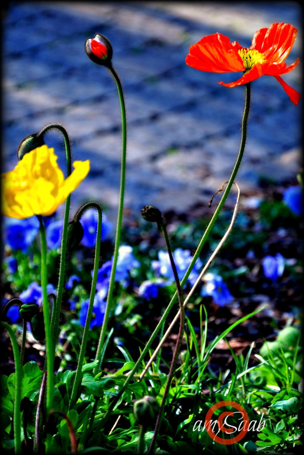blue shadow, yellow late afternoon light