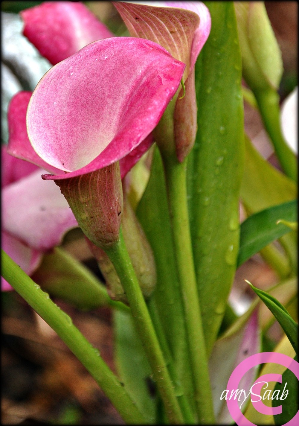 pink calla lilies in the rain