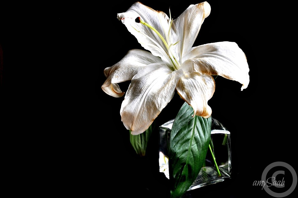 Blue's last lily fading away