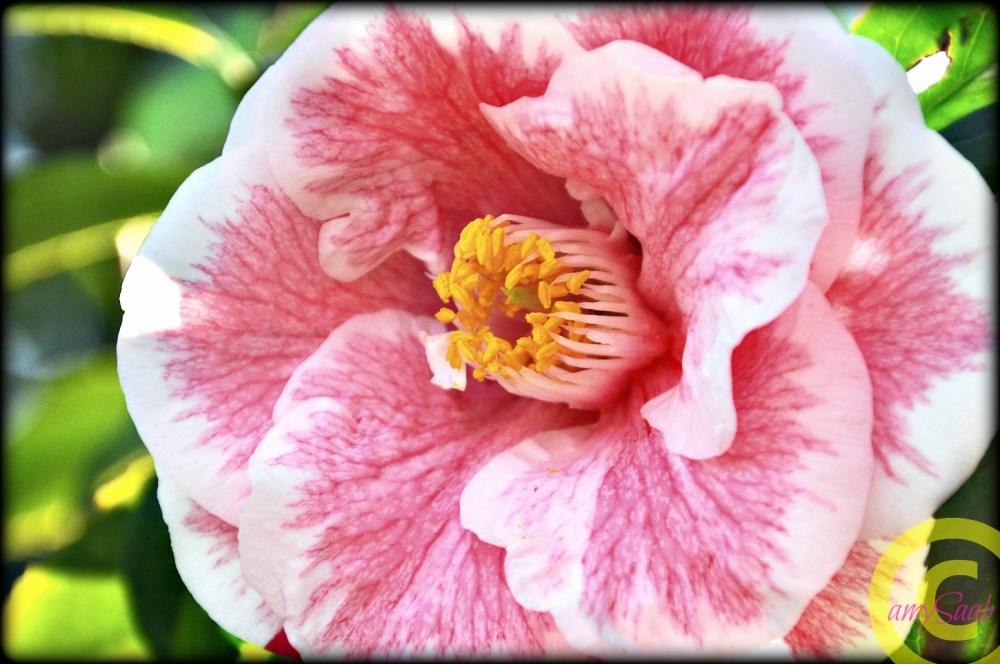 Gosh, you sure are pretty