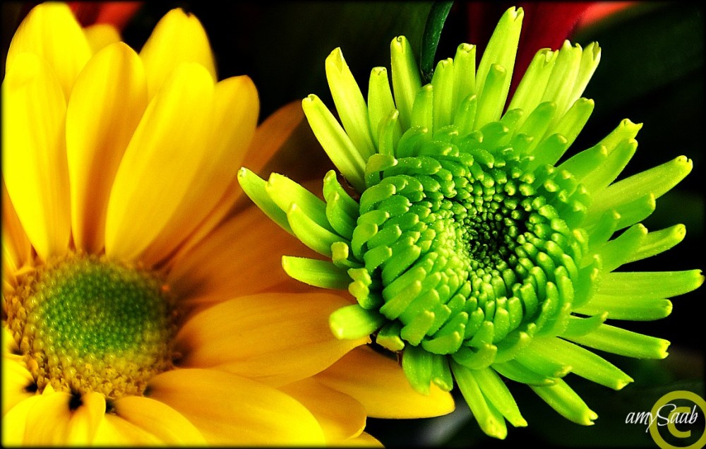 dammit, her tail's in the shot