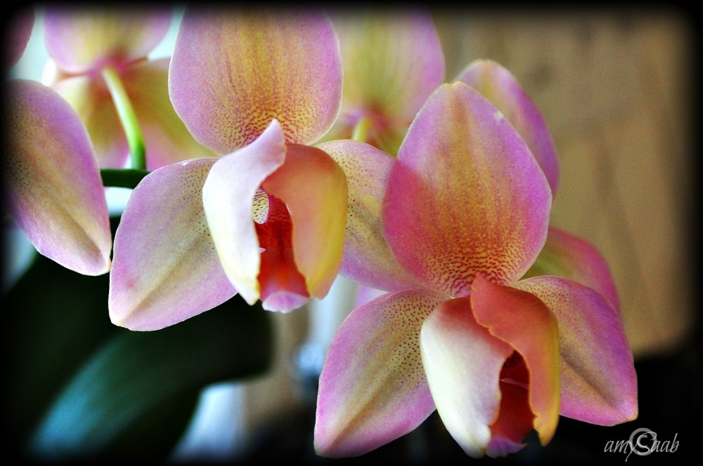 Orchids