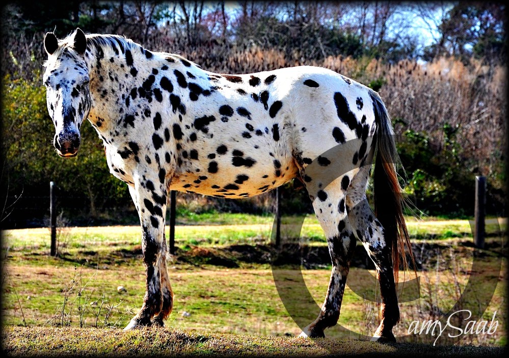 Chocolate chip ice cream winked at me