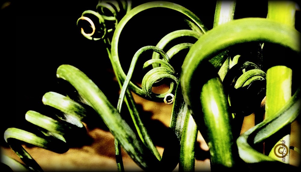 Jack's Beanstalk was nothing compared to this