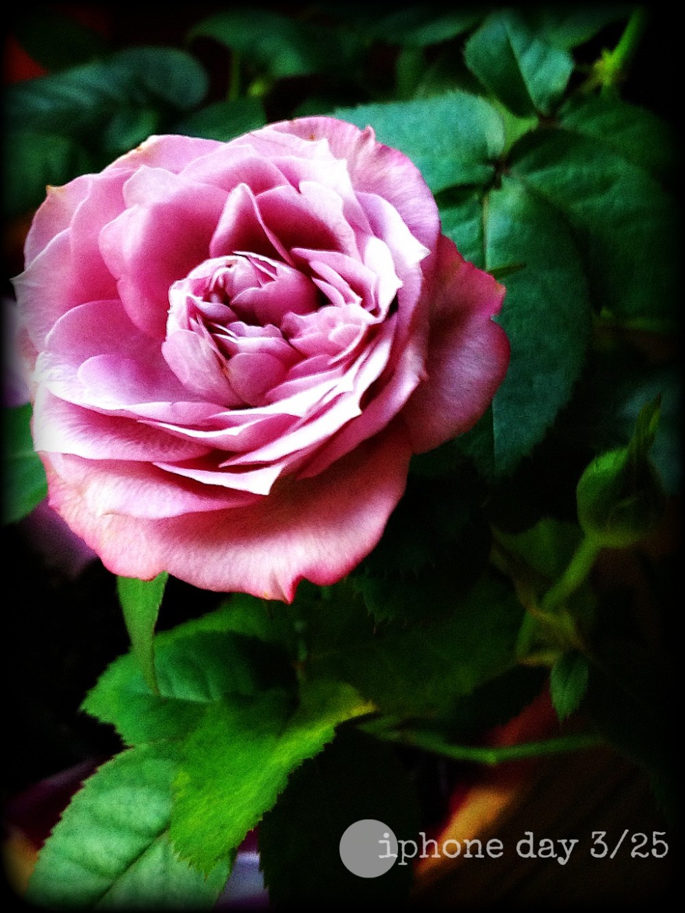 I found this beauty at Publix