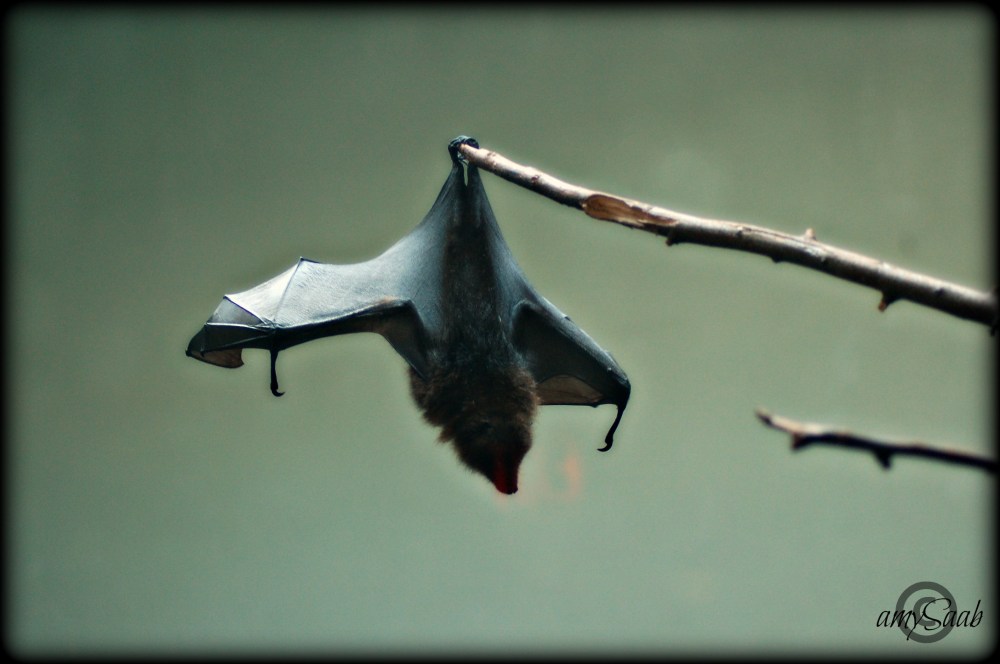 i wish someone would knock that last leaf off that tree