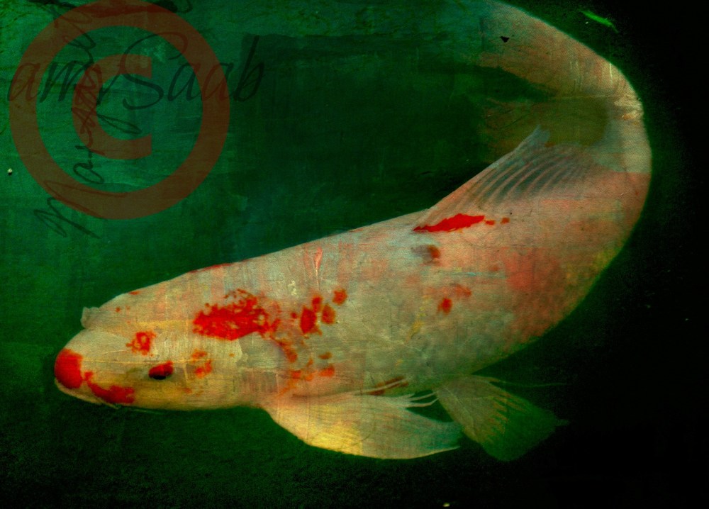Koi photo painting