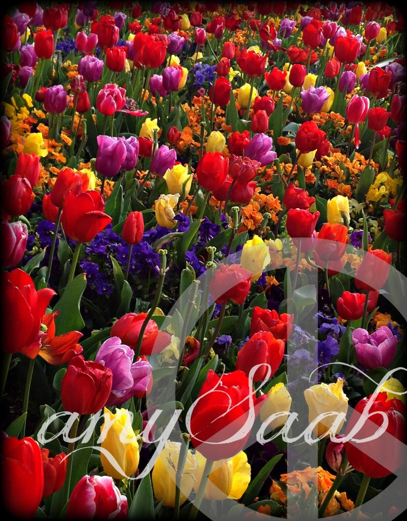 peace&tulips