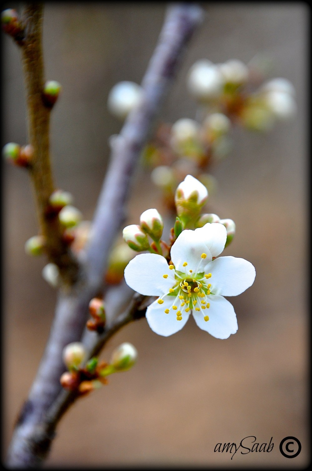 When I grow up I want to be a peach or maybe an apple