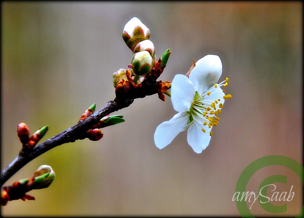 pear blossom profile
