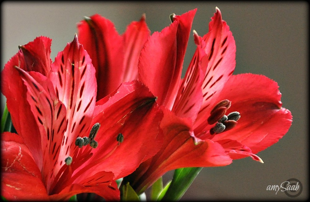 red, red, red beauty