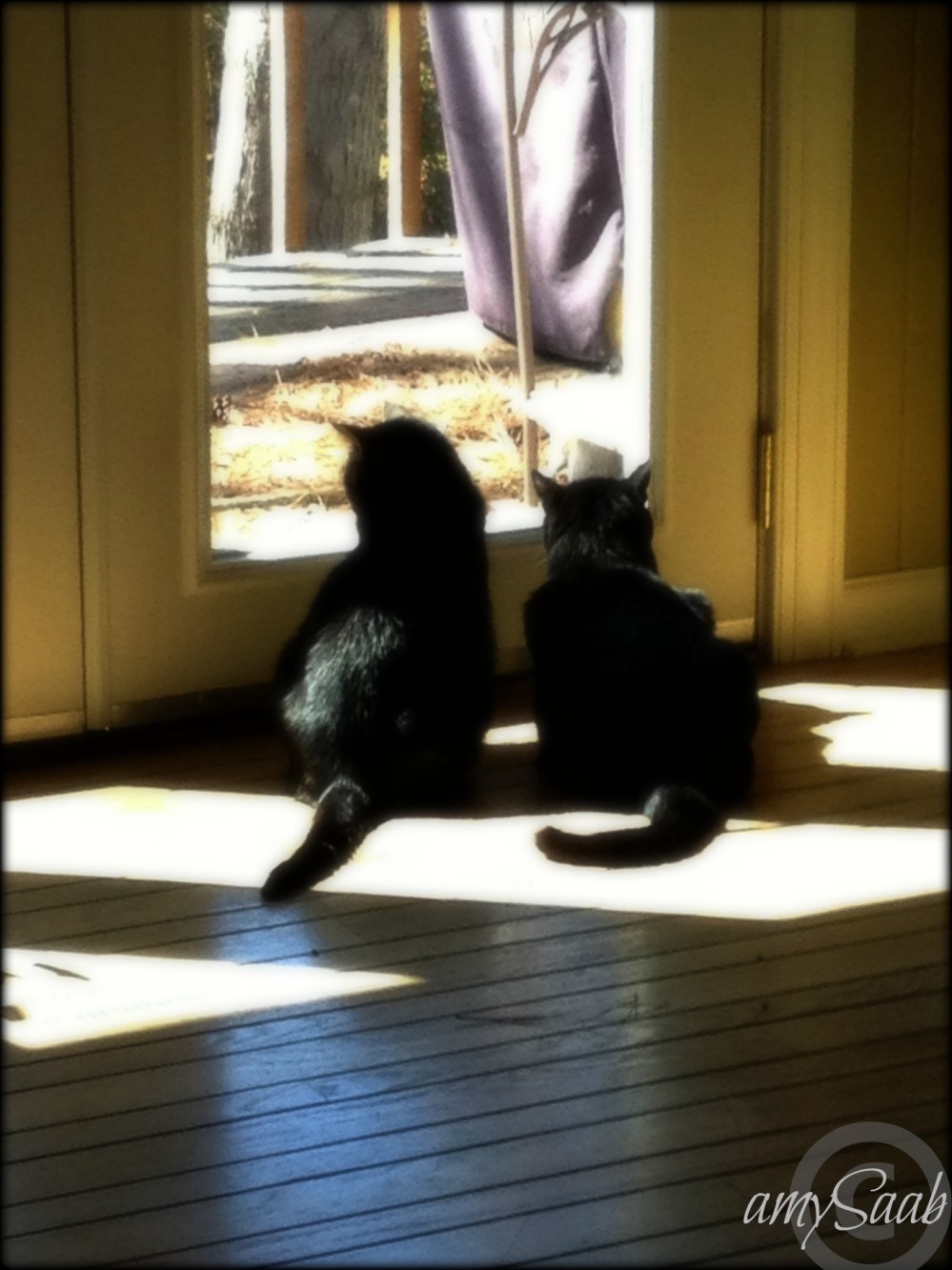 The all day @#!*& squirrel channel