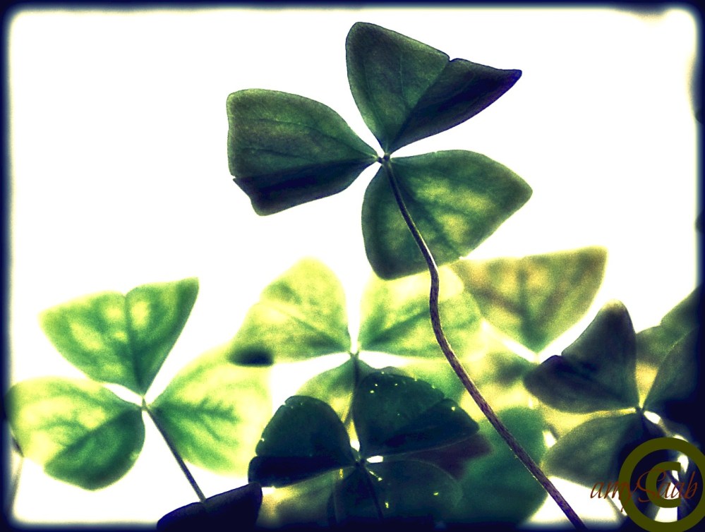  St. Patrick's day, the day when everyone is Irish in the U.S.A.