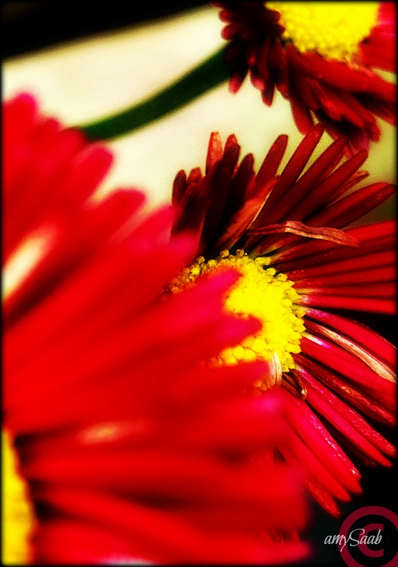 the one in the middle