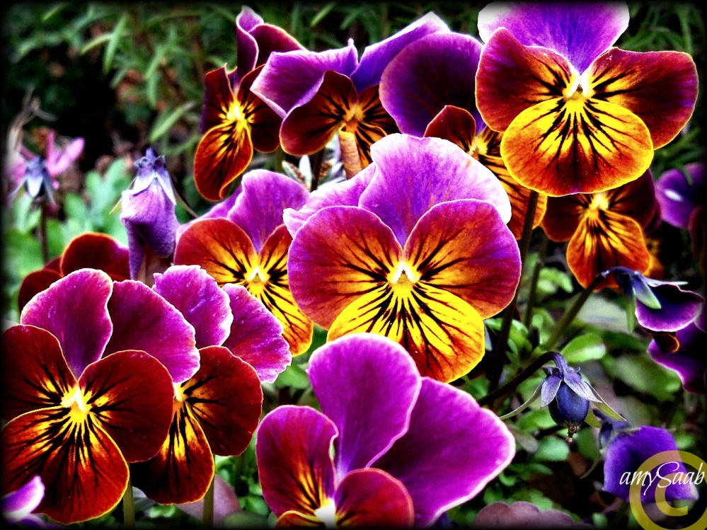 my mom's viola's glow