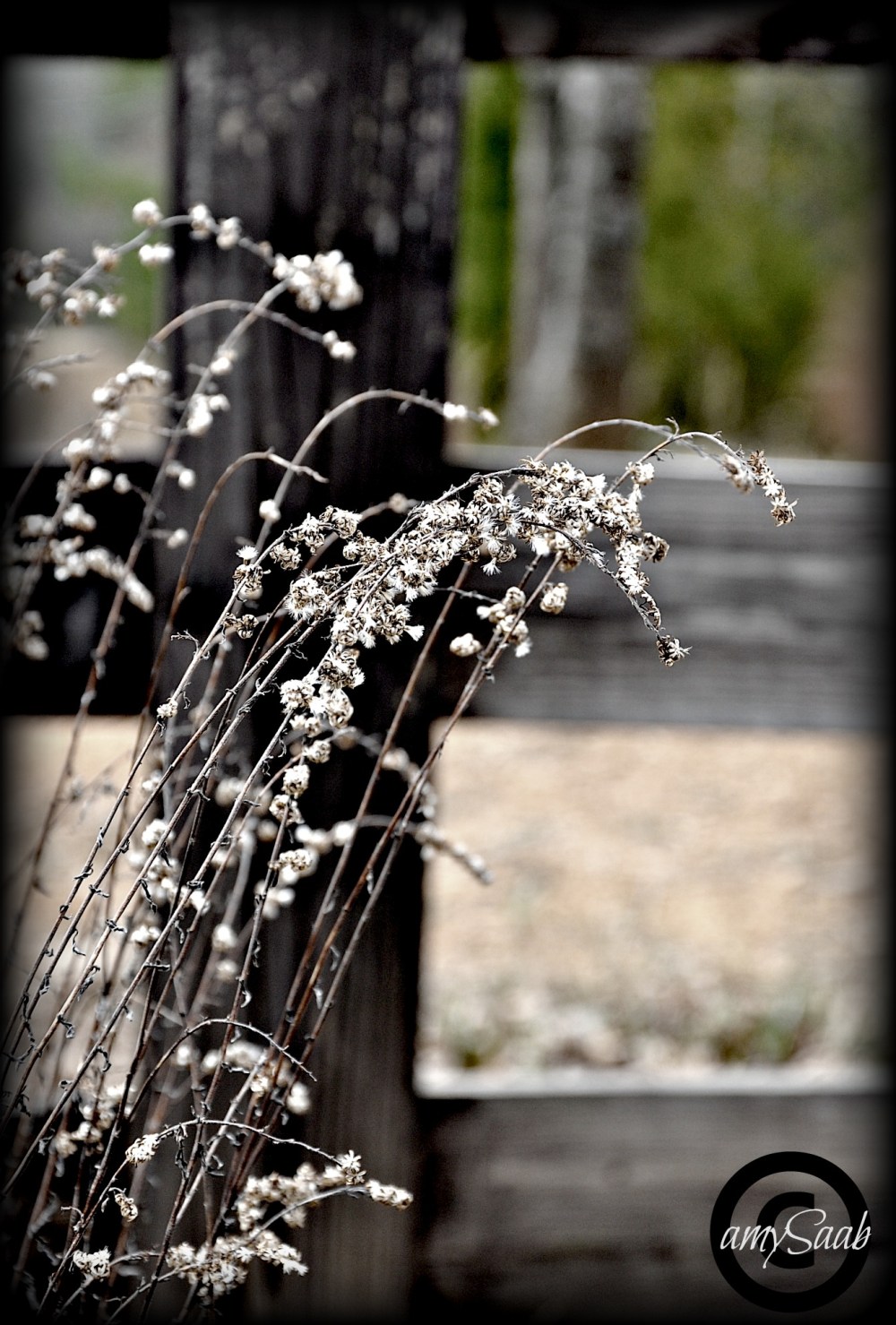 weeds at the gate